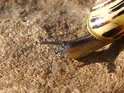 Moving Yellow Snail