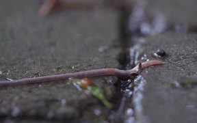 Worm in the Rain - Animals - VIDEOTIME.COM