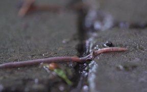 Worm in the Rain - Animals - VIDEOTIME.COM