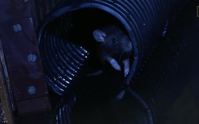 How Rats Make It Into Your Toilet - Animals - VIDEOTIME.COM