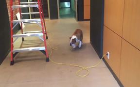 This Dog Is Scared Of Ladders - Animals - VIDEOTIME.COM