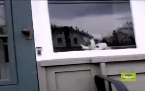 This Cat Really Hates The Mailman - Animals - VIDEOTIME.COM