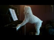 A Dog Playing Piano