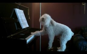 A Dog Playing Piano - Animals - VIDEOTIME.COM