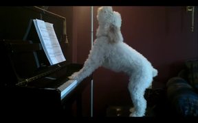 A Dog Playing Piano - Animals - VIDEOTIME.COM