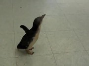 A Penguin Likes Being Tickled