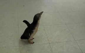 A Penguin Likes Being Tickled - Animals - VIDEOTIME.COM
