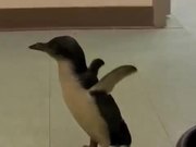 A Penguin Likes Being Tickled