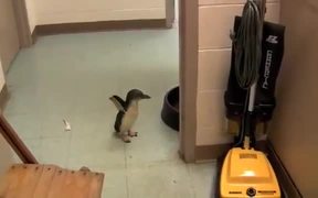 A Penguin Likes Being Tickled - Animals - VIDEOTIME.COM
