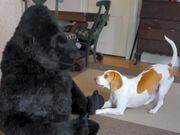 Dog Falls In Love With Stuffed Gorill