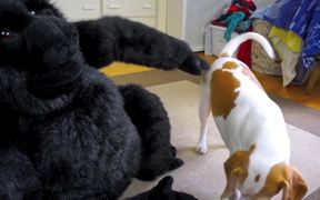 Dog Falls In Love With Stuffed Gorill - Animals - VIDEOTIME.COM