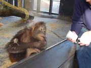 Monkey Sees A Magic Trick