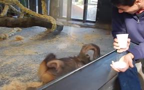 Monkey Sees A Magic Trick - Animals - VIDEOTIME.COM
