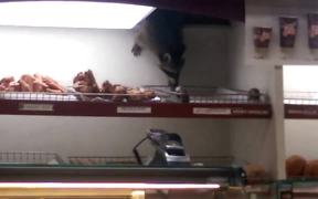 Raccoon Steals Donut - Animals - VIDEOTIME.COM