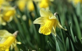 Daffodils in Spring - Fun - VIDEOTIME.COM