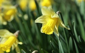 Daffodils in Spring - Fun - VIDEOTIME.COM