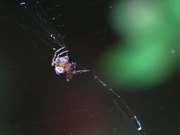 Spider Spinning Its Prey