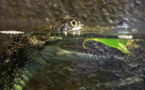 Baby Crocodile in Water - Animals - VIDEOTIME.COM