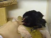 Crow Getting Some Finger Food