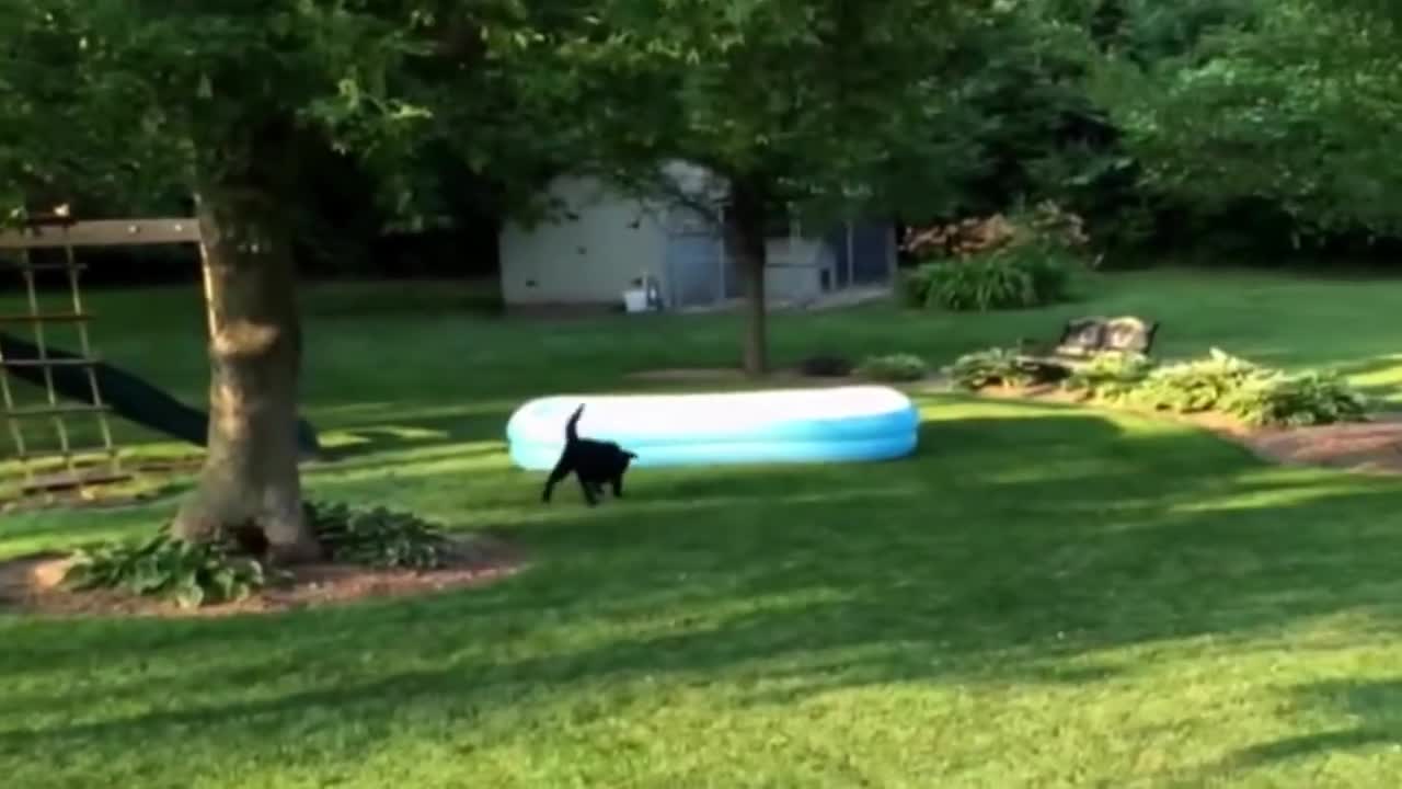 Dog Runs Away With Pool