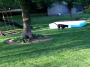 Dog Runs Away With Pool