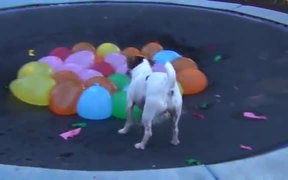 Dog Vs Water Balloons - Animals - VIDEOTIME.COM