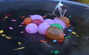Dog Vs Water Balloons - Animals - VIDEOTIME.COM