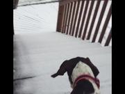 Dogs Excited For The Snow