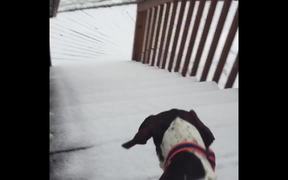 Dogs Excited For The Snow - Animals - VIDEOTIME.COM