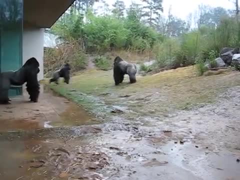 Gorilla Playing In The Rain