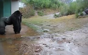 Gorilla Playing In The Rain - Animals - VIDEOTIME.COM