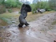Gorilla Playing In The Rain