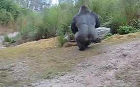 Gorilla Playing In The Rain - Animals - VIDEOTIME.COM