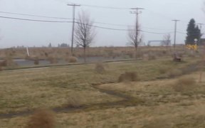 Tumbleweed Migration - Fun - VIDEOTIME.COM