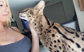 Cat Saying Momma - Animals - VIDEOTIME.COM