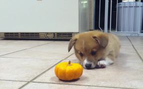 Corgi Puppy Vs Pumpkin