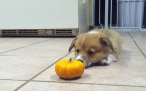 Corgi Puppy Vs Pumpkin