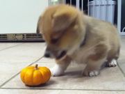 Corgi Puppy Vs Pumpkin - Animals - Y8.com