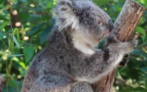 Koala in a Tree