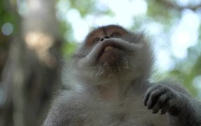Macaque Monkey Looking At Its Hand - Animals - VIDEOTIME.COM