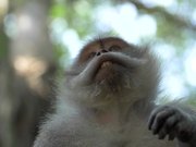 Macaque Monkey Looking At Its Hand
