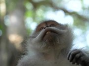 Macaque Monkey Looking At Its Hand