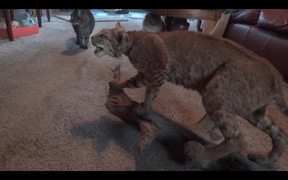 Scared Of A Stuff Bobcat - Animals - VIDEOTIME.COM