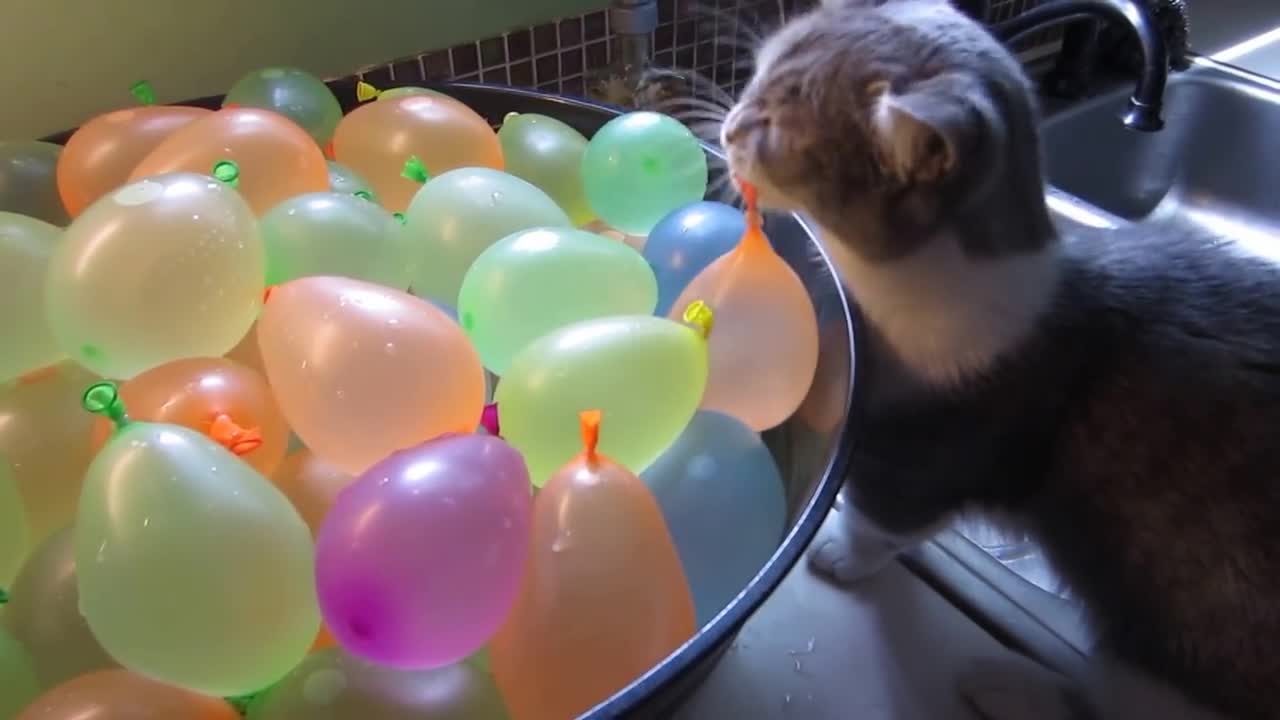 Cat Popping Water Balloons - Animals - Y8.com