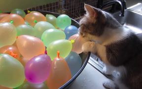 Cat Popping Water Balloons - Animals - VIDEOTIME.COM