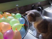 Cat Popping Water Balloons