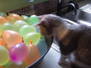 Cat Popping Water Balloons