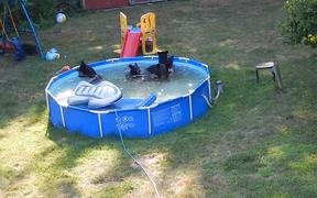 A Bear Pool Party