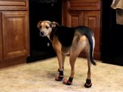 Bill The Dog Wearing Boots