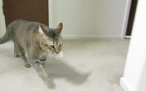 Monkey The Cat Hunts For Dinner - Animals - VIDEOTIME.COM